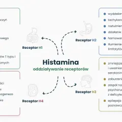Schemat przedstawia działanie histaminy na receptory H1-H4, wpływając na procesy takie jak zapalenie, reakcje alergiczne, trawienie i funkcje neurologiczne.