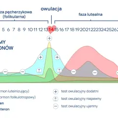 Wykres poziomu hormonów w cyklu menstruacyjnym. Szczyt LH (hormon luteinizujący) przed owulacją. LH co to za badanie? Testy owulacyjne.