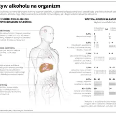 Jak alkohol szkodzi nerkom? Mechanizmy, objawy, mity o piwie