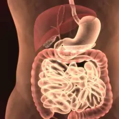 Anatomia układu pokarmowego: żołądek, wątroba, jelita.