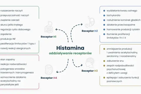 Schemat przedstawia działanie histaminy na receptory H1-H4, wpływając na procesy takie jak zapalenie, reakcje alergiczne, trawienie i funkcje neurologiczne.