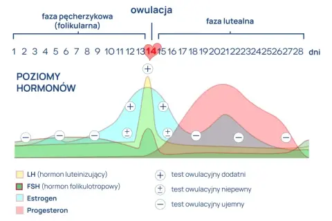 Wykres poziomu hormonów w cyklu menstruacyjnym. Szczyt LH (hormon luteinizujący) przed owulacją. LH co to za badanie? Testy owulacyjne.
