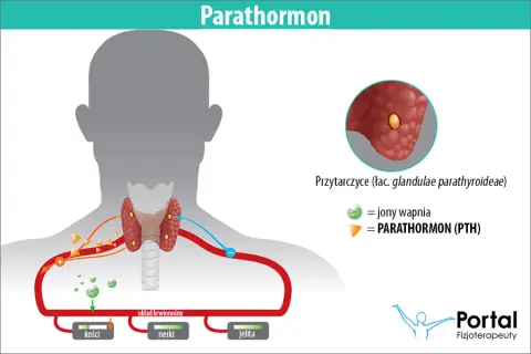 Parathormon: Co oznacza jego niedobór i nadmiar dla Twojego ciała?