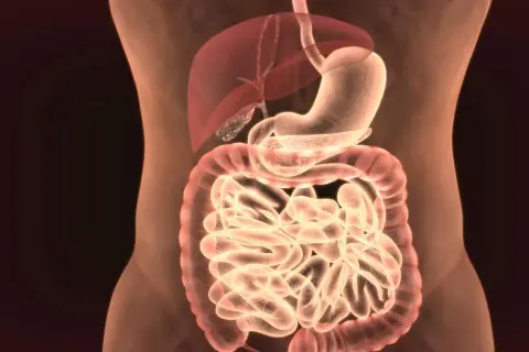 Anatomia układu pokarmowego: żołądek, wątroba, jelita.