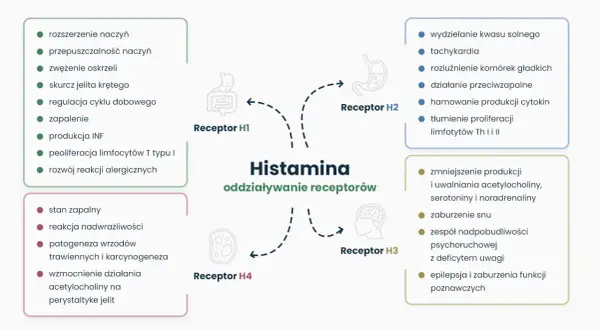 Schemat przedstawia działanie histaminy na receptory H1-H4, wpływając na procesy takie jak zapalenie, reakcje alergiczne, trawienie i funkcje neurologiczne.