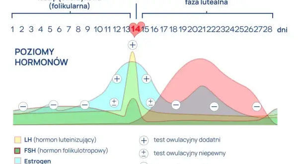 Wykres poziomu hormonów w cyklu menstruacyjnym. Szczyt LH (hormon luteinizujący) przed owulacją. LH co to za badanie? Testy owulacyjne.