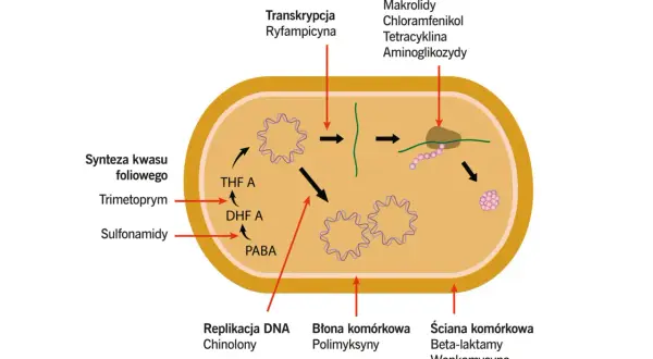 Schemat działania antybiotyków na bakterie: ryfampicyna hamuje transkrypcję, chinolony replikację DNA, a **biodacyna** (bacytracyna) syntezę ściany komórkowej.