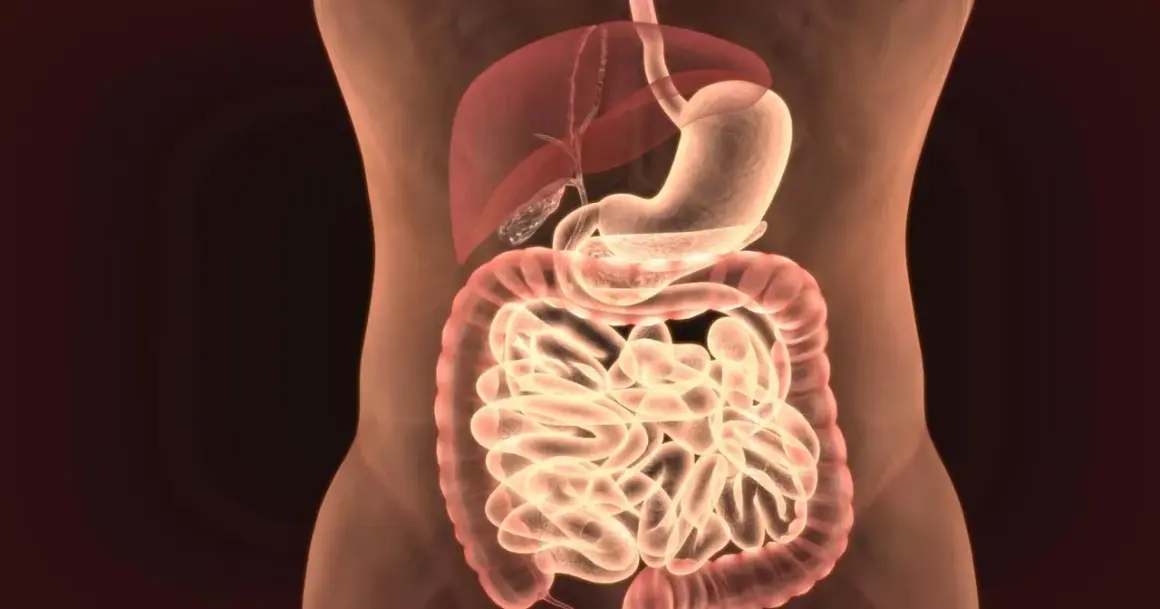 Anatomia układu pokarmowego: żołądek, wątroba, jelita.