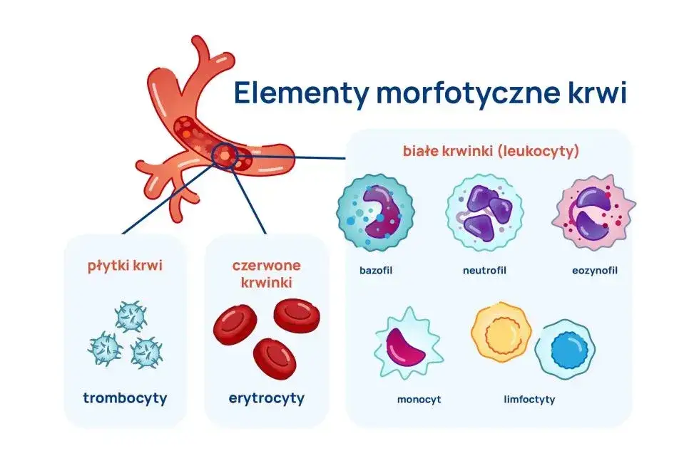 przyczyny podwyższonych leukocytów infografika