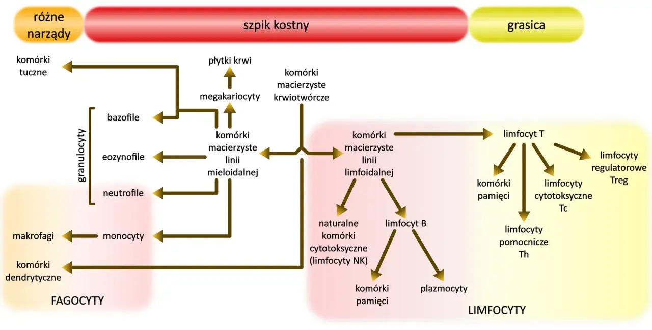 Rodzaje granulocytów schemat