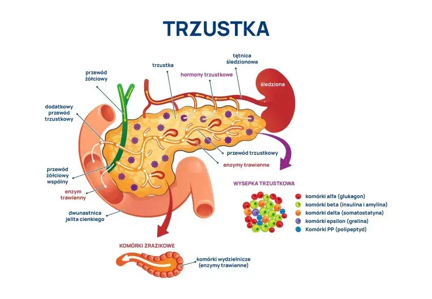 trzustka anatomia objawy choroby