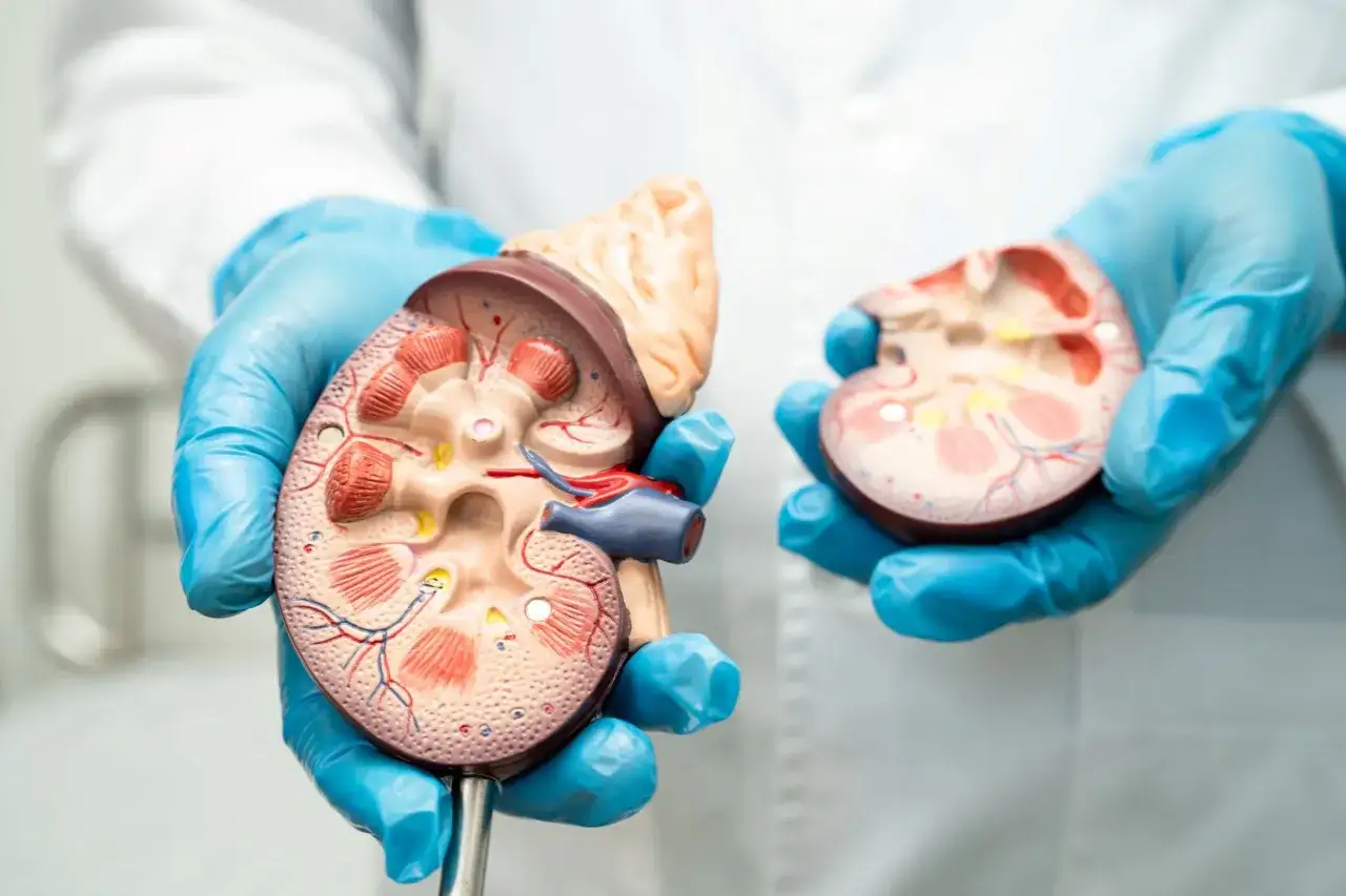 Nerki anatomia lub badanie krwi kreatynina