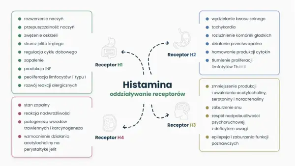 Schemat przedstawia działanie histaminy na receptory H1-H4, wpływając na procesy takie jak zapalenie, reakcje alergiczne, trawienie i funkcje neurologiczne.
