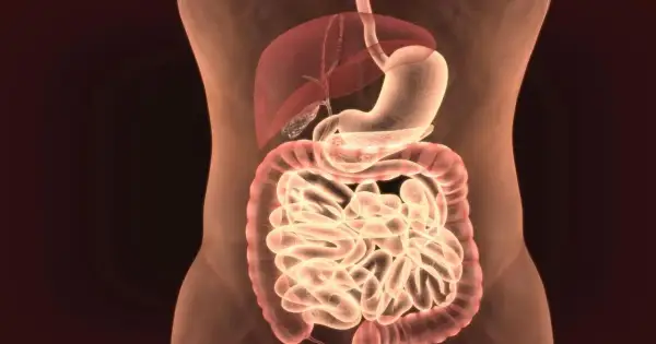 Anatomia układu pokarmowego: żołądek, wątroba, jelita.